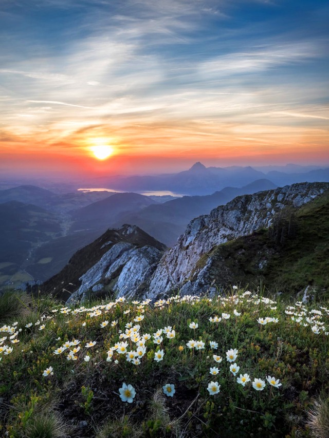 Blossoms of Kaas Pathar, Satara