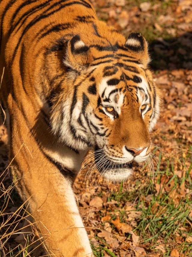 Top 10 Best Wildlife Safaris in Maharashtra