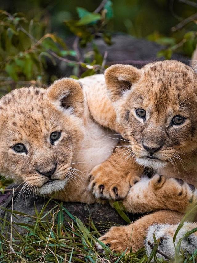 Ranthambore National Park