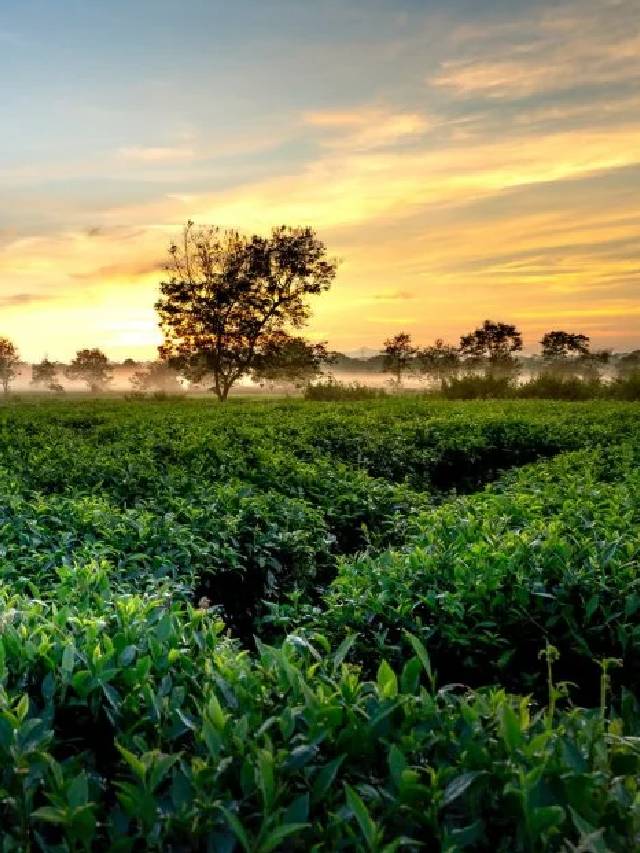 Top 10 Places to Visit in Thekkady