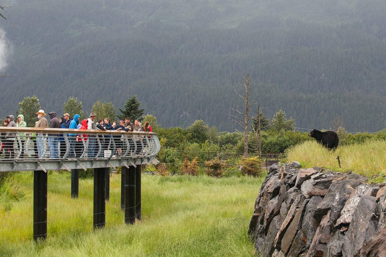 Holland America Line Deepens Alliance with Alaska Wildlife Conservation Center