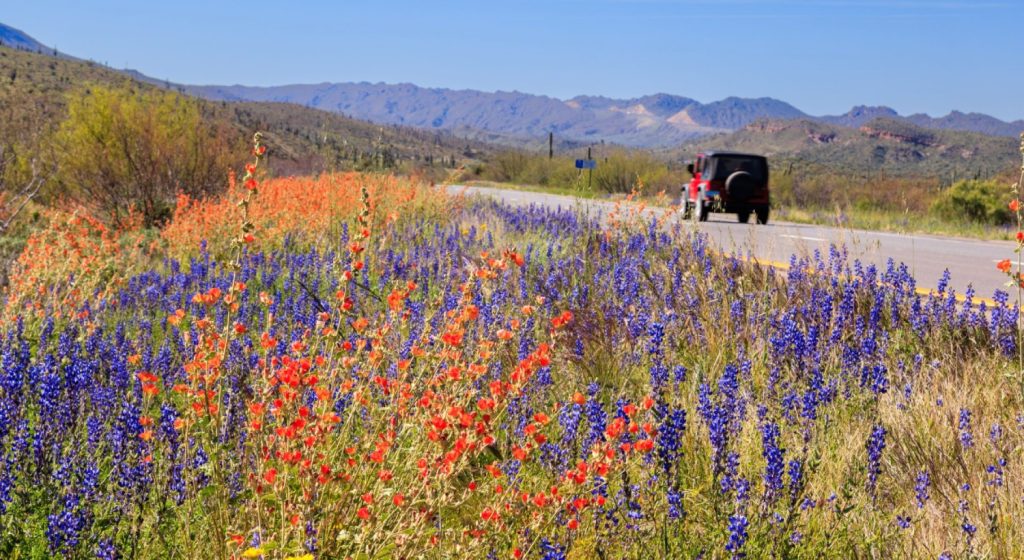 Seasonal Bloom Road Trips
